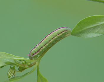 Dainty Sulphur caterpillar